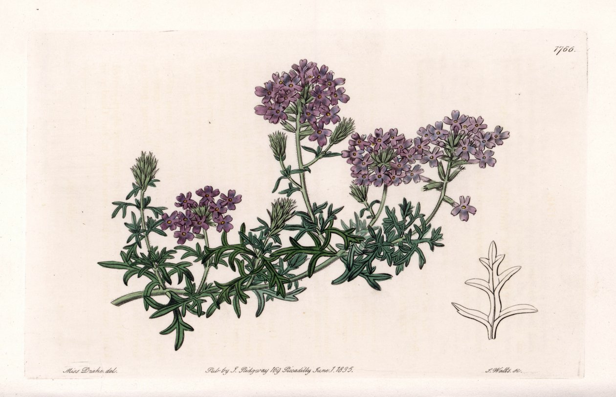 Verbena multifide – S. Watts metszet, Sarah Anne Drake (1803-1857) illusztrációja alapján, a Sydenham Edwards (1768-1819) botanikai nyilvántartásából, Angliából alkotó: Sydenham Teast Edwards
