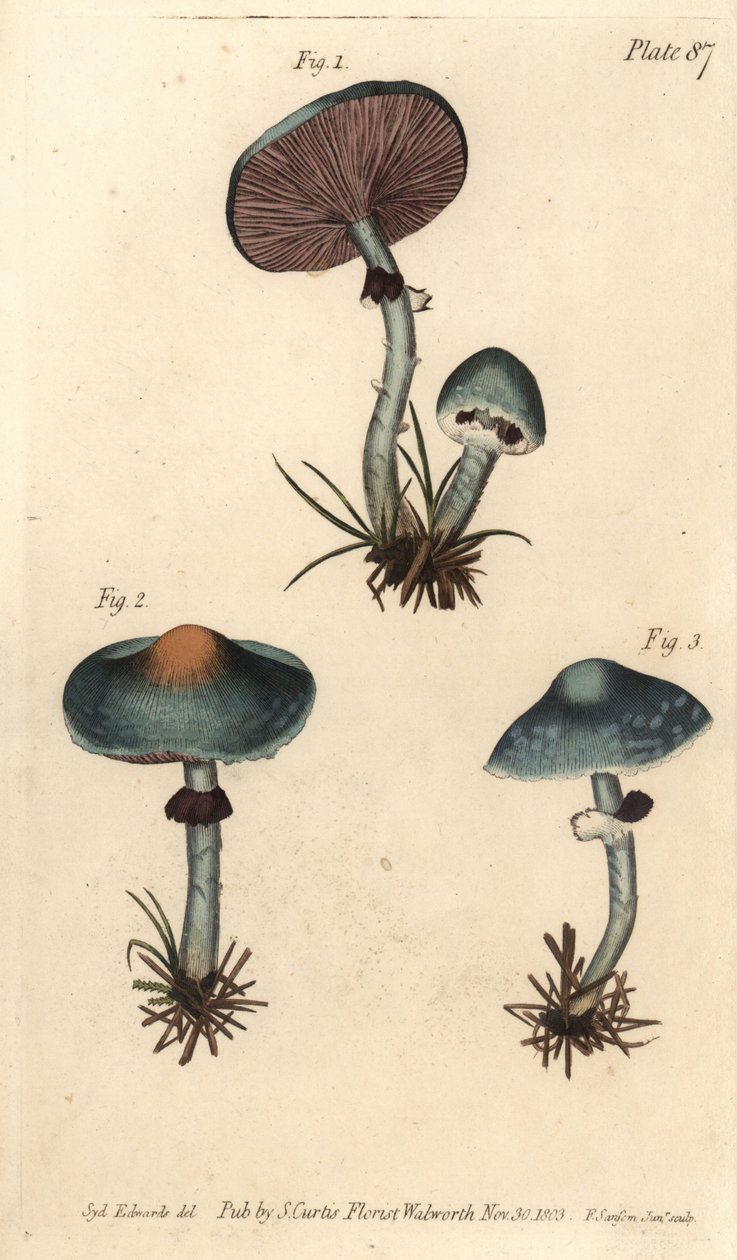 Verdigris gomba vagy verdigris galóca, Stropharia aeruginosa, Gombák, Cryptogamia. F. Sansom kézi színű rézmetszete Sydenham Edwards botanikai illusztrációjáról William Curtis Botanikai előadásaihoz, a Botanikus Kertben alkotó: Sydenham Teast Edwards