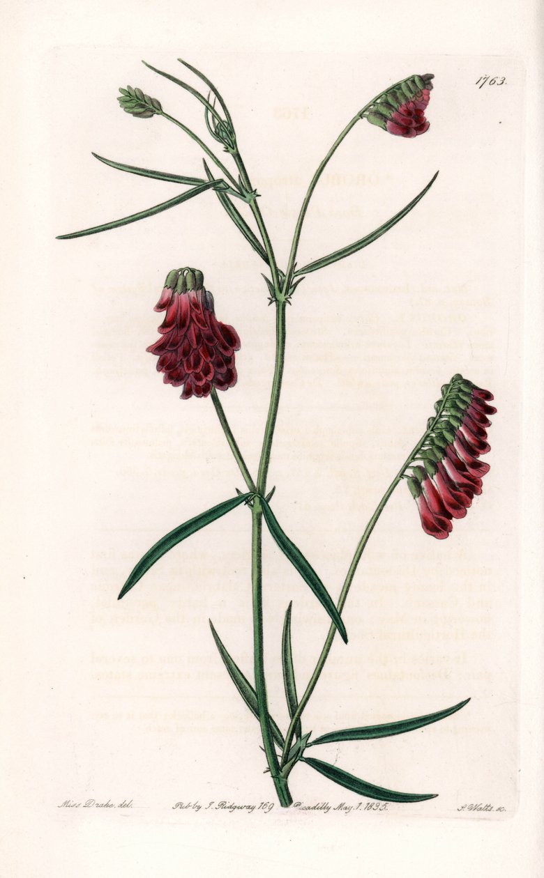 Vesces Variete – S. Watts által gravírozott tábla Sarah Anne Drake (1803-1857) illusztrációjáról, a Sydenham Edwards (1768-1819) botanikai nyilvántartásából, Anglia alkotó: Sydenham Teast Edwards