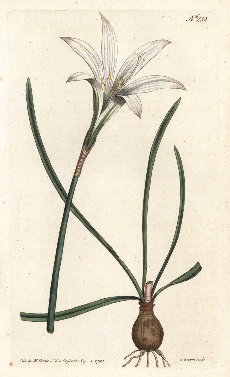Virginia Amaryllis - Atamasco liliom, Zephyranthes atamasco (Amaryllis atamasco) - Sansom kézzel színezett rézmetszet Sydenham Edwards illusztrációja után, William Curtis Botanical Magazine-jában, London alkotó: Sydenham Teast Edwards