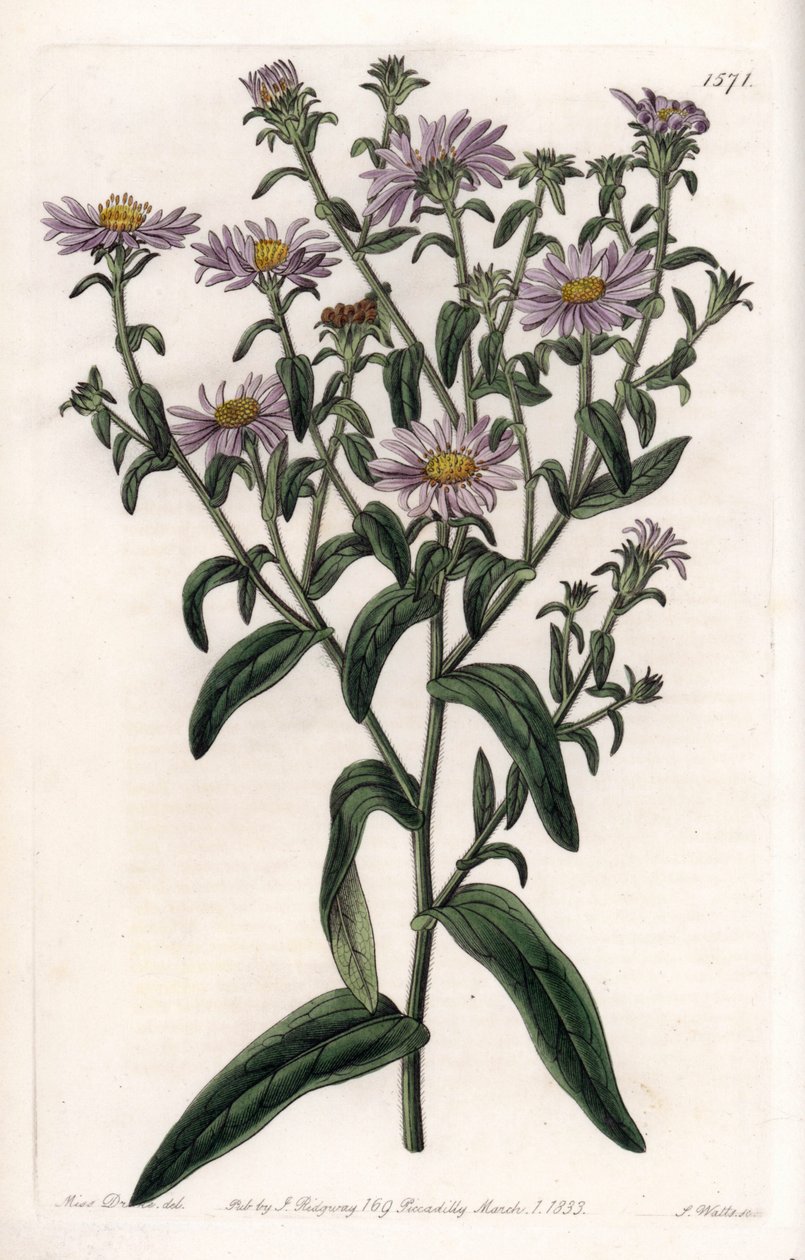 Virginia Aster vagy Harvester – S.Watts által gravírozott tábla Sarah Anne Drake (1803-1857) illusztrációjáról, a Sydenham Edwards (1768-1819) botanikai nyilvántartásából, Anglia alkotó: Sydenham Teast Edwards