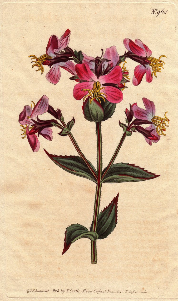 Virginia rhexia, lila és rózsaszín virágokkal Virginian rhexia, színes rózsaszín és mályva színű virágokkal. Rhexia virginica. Kézzel festett rézmetszet Sydenham Edwards botanikai illusztrációjáról William Curtis „” Botanical Magazine” című 1790-1. alkotó: Sydenham Teast Edwards