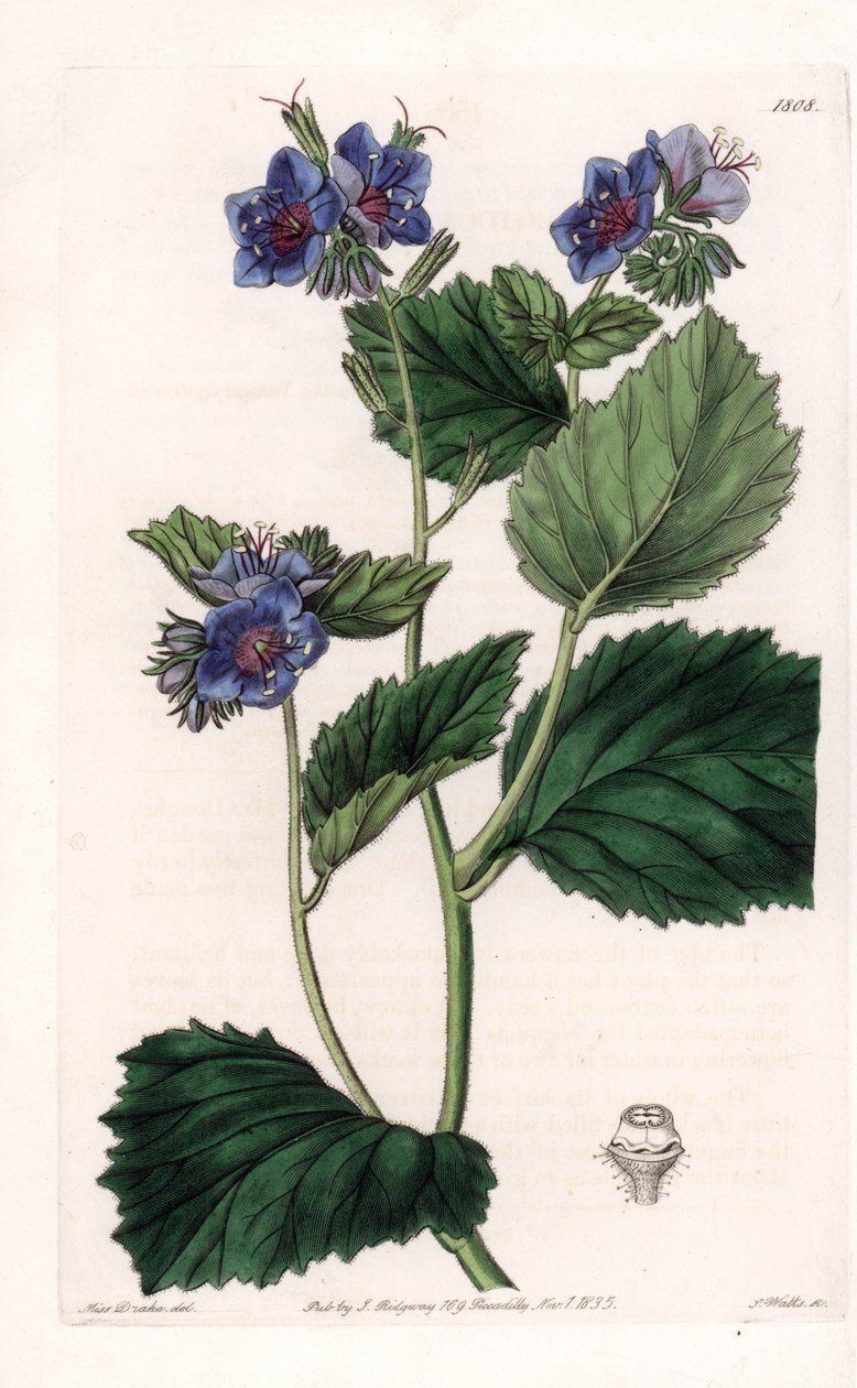 Viskózus Phacelia – S. Watts által gravírozott lemez Sarah Anne Drake (1803-1857) illusztrációjáról, a Sydenham Edwards (1768-1819) botanikai nyilvántartásából, Angliából alkotó: Sydenham Teast Edwards