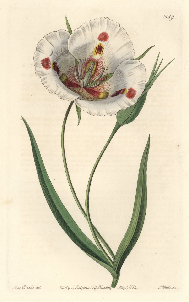 Fehér virágú calochorte (mariposa), őshonos Kaliforniában - Foltos calochortus vagy pillangós mariposa liliom, Calochortus venustus, őshonos Kaliforniában - S. Watts kézi színű rézmetszet Miss Drake illusztrációja után, Sydenham Edwa alkotó: Sydenham Teast Edwards