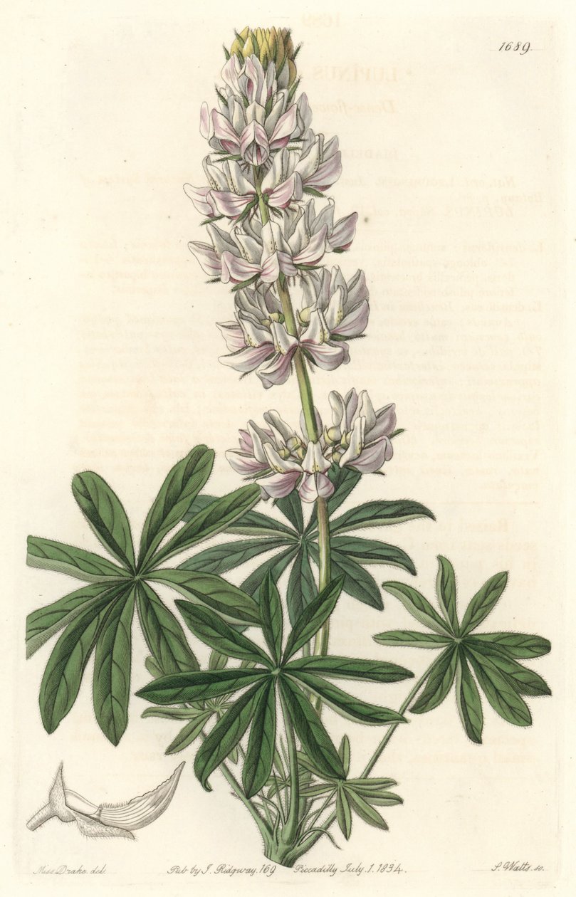 Fehérvirágú csillagfürt (Lupinus microcarpus), Kaliforniában őshonos - S. Watts erős víz Sarah Anne Drake (1803-1857) illusztrációjáról, a Botanikai Regiszterből. alkotó: Sydenham Teast Edwards