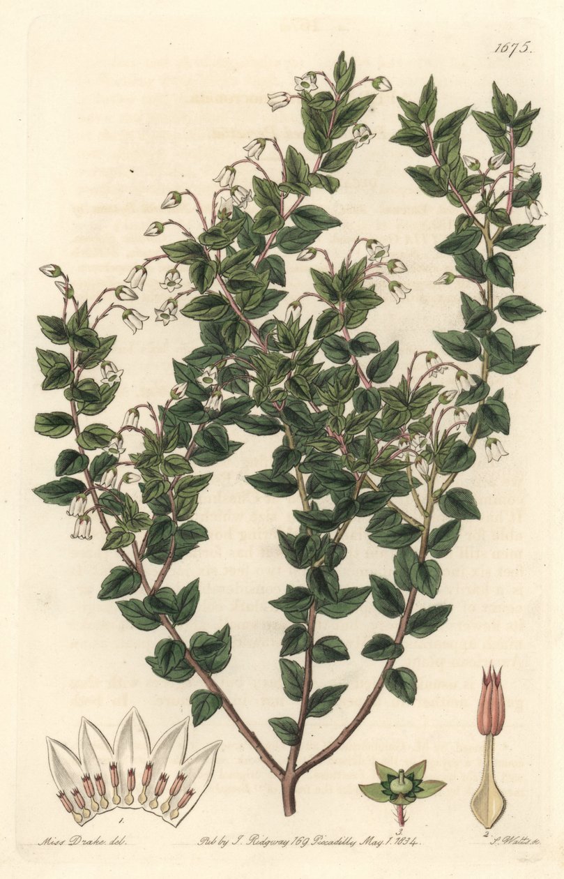 Fehér virágú mucronee vagy pernettya gaultherie – S. Watts erős víz Sarah Anne Drake (1803-1857) illusztrációjából, a Botanical Registerből alkotó: Sydenham Teast Edwards