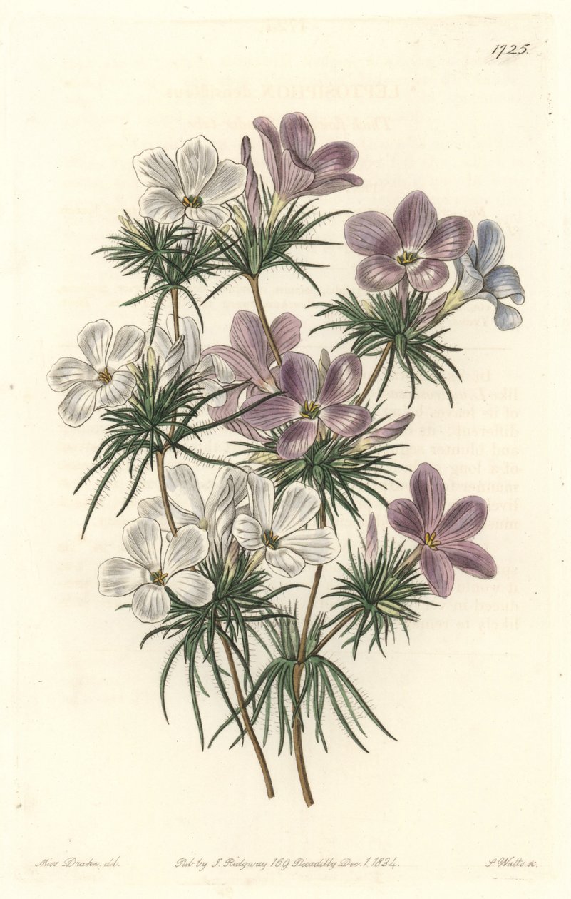 Fehér és lila leptoszifon – Erős víz, S. Watts Sarah Anne Drake (1803-1857) illusztrációjából, a botanikai nyilvántartásból alkotó: Sydenham Teast Edwards