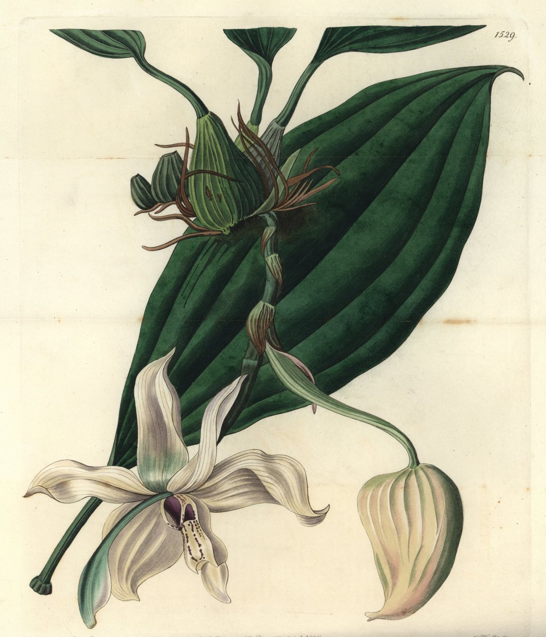 Fehér orchidea variete - Stanhopea grandiflora orchidea (Ivory-lipped stanhopea, Stanhopea eburnea). S. Watts rézmetszete Miss Jane Edwards illusztrációja után a Sydenham Edwards Botanical Register-ből, Ridgeway, London alkotó: Sydenham Teast Edwards