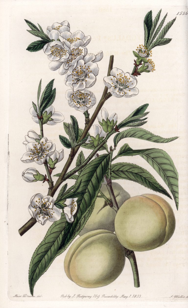 Fehér pecher – S.Watts által gravírozott tábla Sarah Anne Drake (1803-1857) illusztrációjáról, a Sydenham Edwards (1768-1819) botanikai nyilvántartásából, Anglia alkotó: Sydenham Teast Edwards