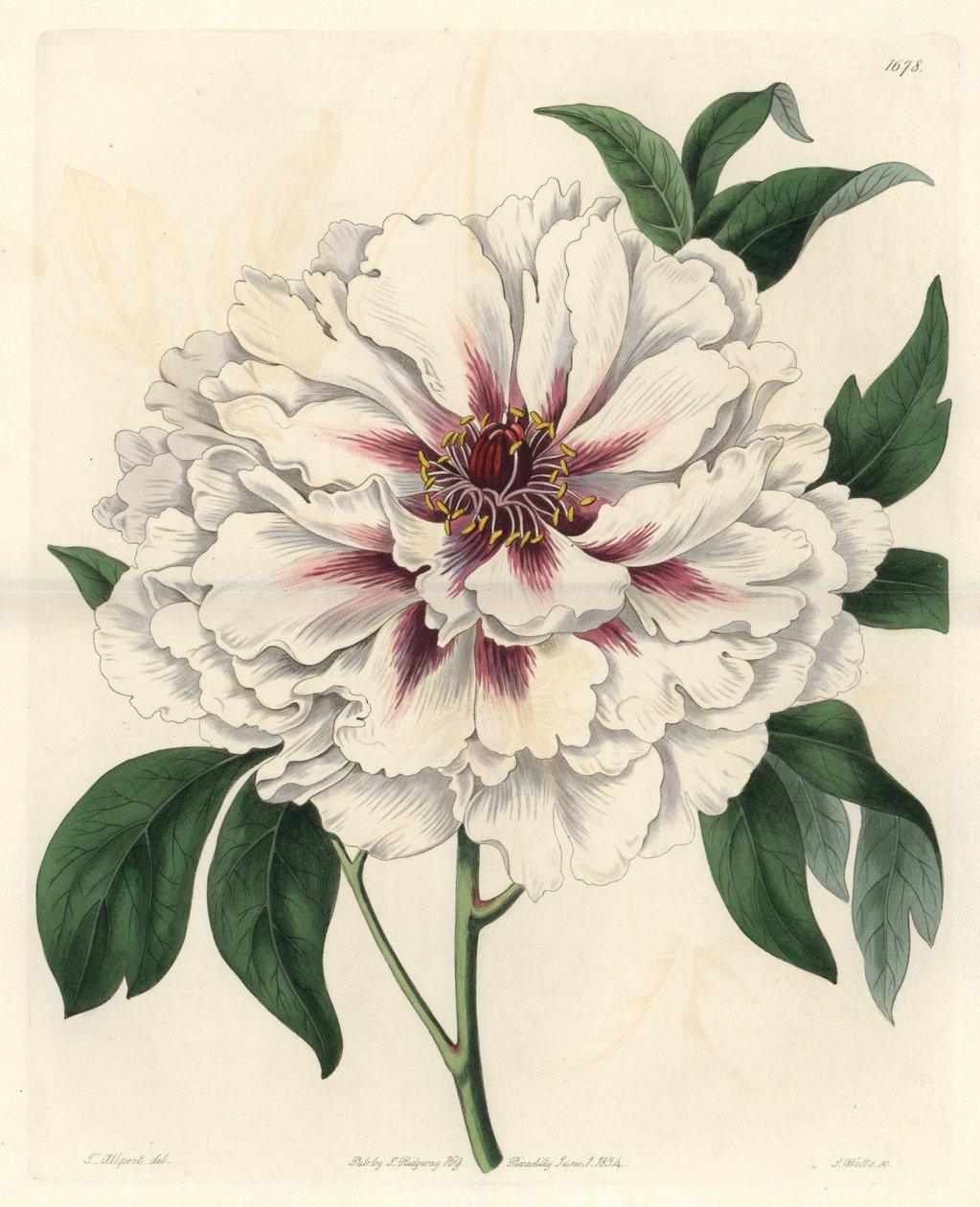 Fehér cserje bazsarózsa – Erős víz, S. Watts Thomas Allport (1804-1879) illusztrációjából, a botanikai nyilvántartásból alkotó: Sydenham Teast Edwards