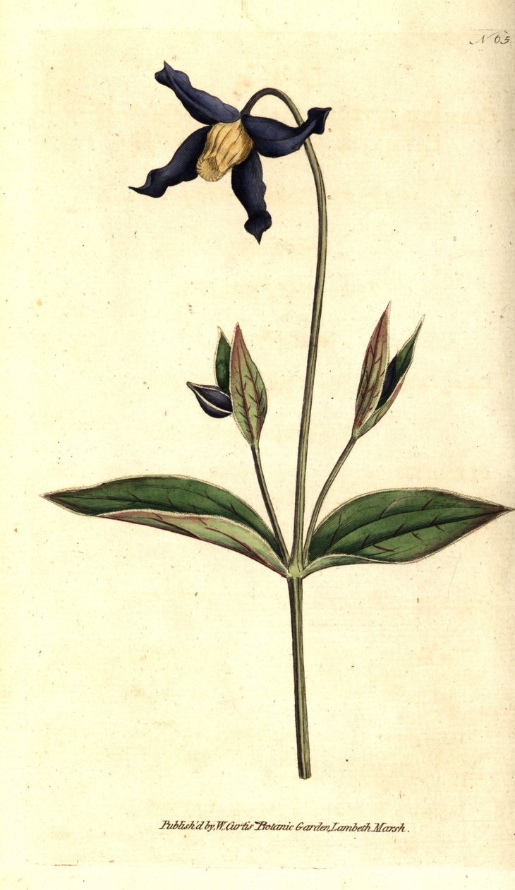Egész levelű klematit - egészlevelű klematisz vagy szüzek, Clematis integrifolia. Kézzel színezett rézmetszet William Curtis The Botanical Magazine botanikai illusztrációja után, Lambeth Marsh, London alkotó: Sydenham Teast Edwards