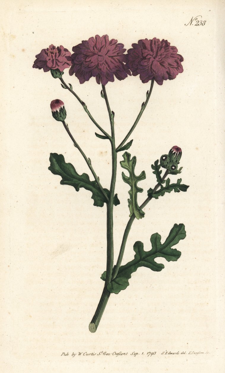 Wild cineraire - Lila ürge vagy parlagfű, Senecio elegans. Sansom kézzel színezett rézmetszet Sydenham Edwards illusztrációja nyomán William Curtis Botanical Magazine-ból, London alkotó: Sydenham Teast Edwards