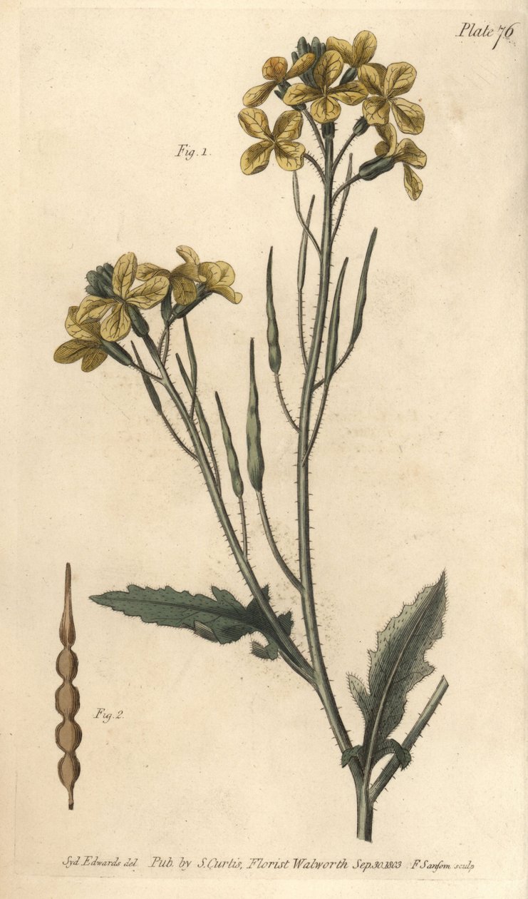 Vadretek, Raphanus raphanistrum, Siliquosa. F. Sansom kézi színű rézmetszete Sydenham Edwards botanikai illusztrációjáról William Curtis Botanikai előadásaihoz, a lambethi botanikus kertben alkotó: Sydenham Teast Edwards