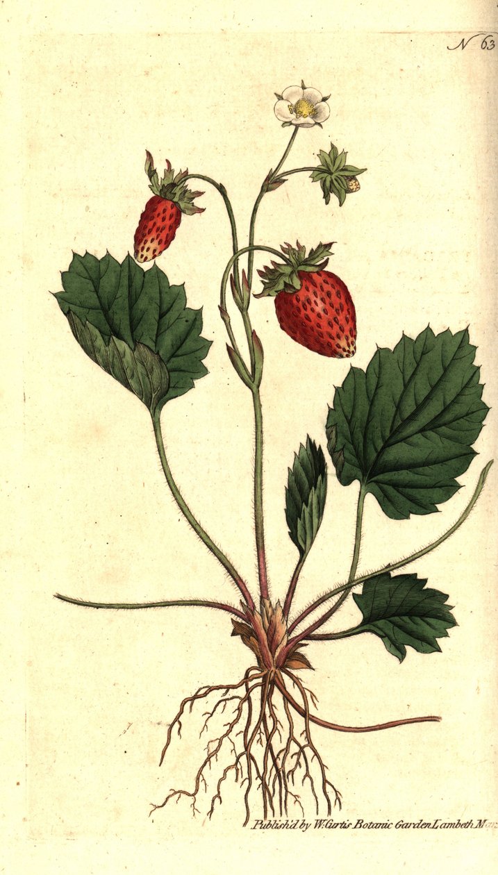 Erdei szamóca, Fragaria vesca (Versailles-i egylevelű eper vagy eper, Fragaria monophylla). Kézzel színezett rézmetszet William Curtis Botanical Magazine botanikai illusztrációja után, Lambeth Marsh, London alkotó: Sydenham Teast Edwards