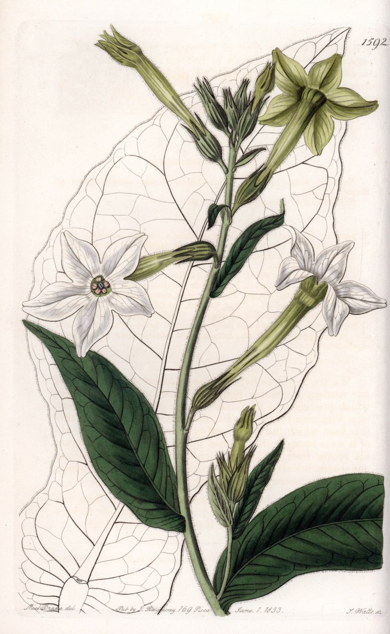 Szárnyas dohány vagy díszdohány – S.Watts által gravírozott tábla Sarah Anne Drake (1803-1857) illusztrációjáról, a Sydenham Edwards (1768-1819) botanikai nyilvántartásából, Angliából alkotó: Sydenham Teast Edwards