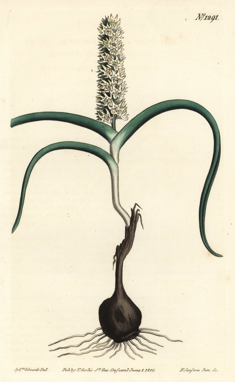 Wurmbea monopetala (Sok virágú melanthium, Melanthium monopetalum). F. Sansom Jr. kézi színű rézmetszete Sydenham Edwards illusztrációja után a William Curtis Botanical Magazine-ból, T. Curtis, London alkotó: Sydenham Teast Edwards