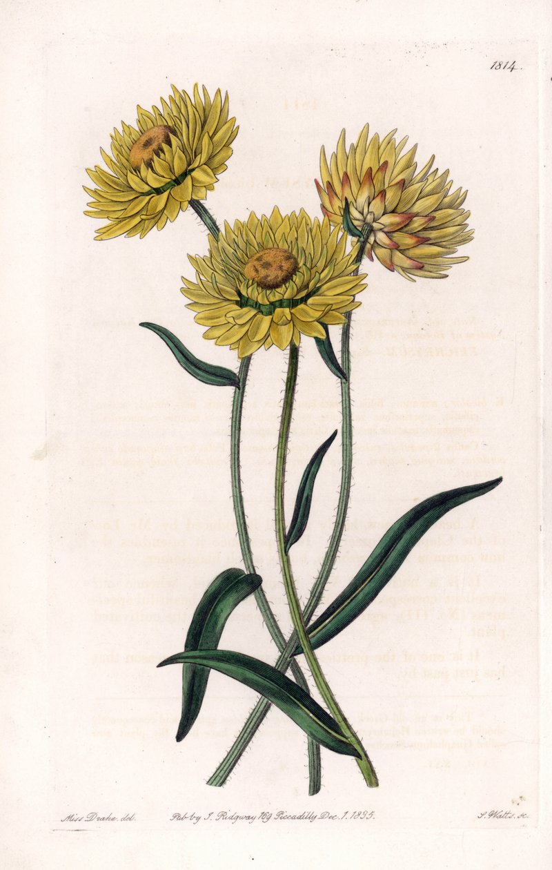 Xerochrysum variete, endemikus Ausztráliában – S.Watts metszet, Sarah Anne Drake (1803-1857) illusztrációja alapján, a Sydenham Edwards (1768-1819) botanikai nyilvántartásából, Angliából alkotó: Sydenham Teast Edwards
