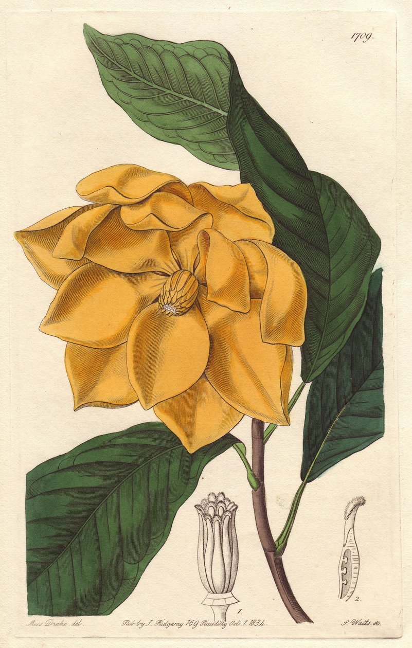 Sárgavirágú magnólia, őshonos Jáván (Indonézia) – Erős víz S. Wattstól Sarah Anne Drake (1803-1857) illusztrációjából, a botanikai nyilvántartásból alkotó: Sydenham Teast Edwards