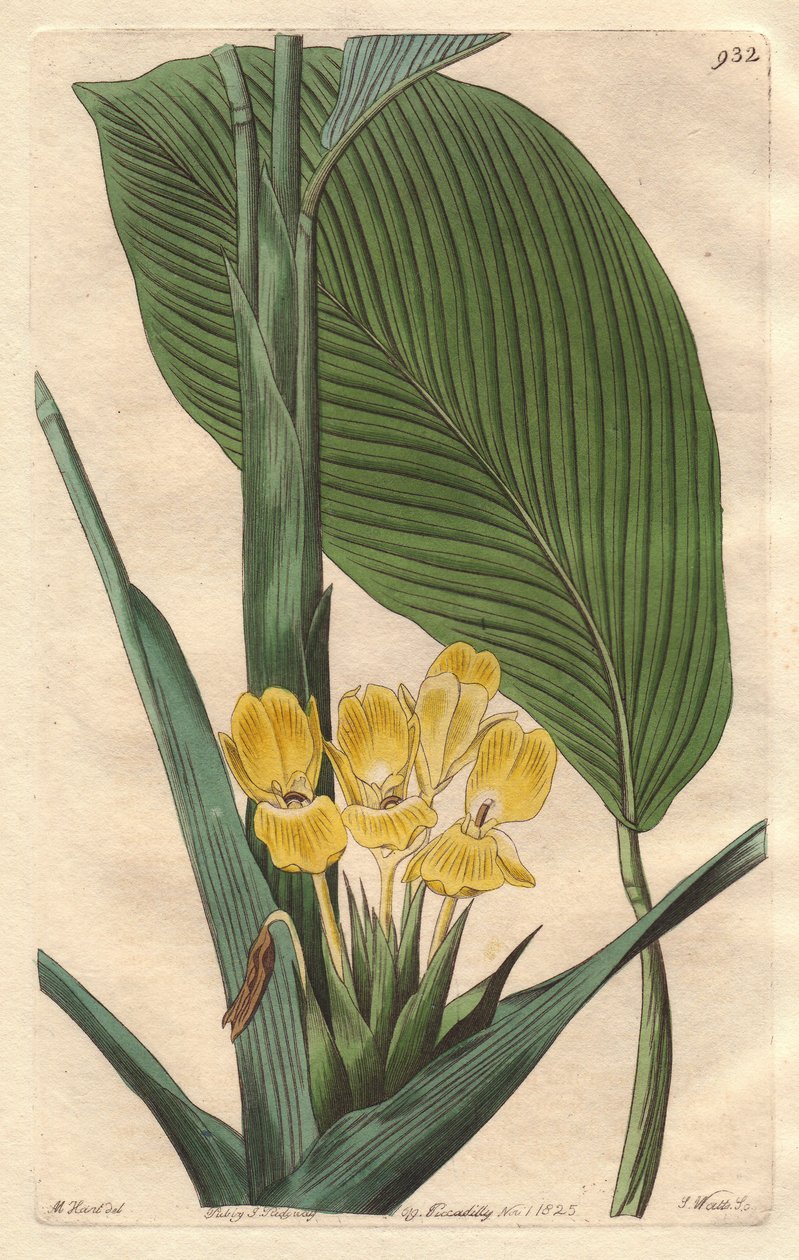 Sárga virágú calathea, Brazíliában őshonos – S. Watts erős víz M. Mart illusztrációjából, a Botanical Registerből alkotó: Sydenham Teast Edwards