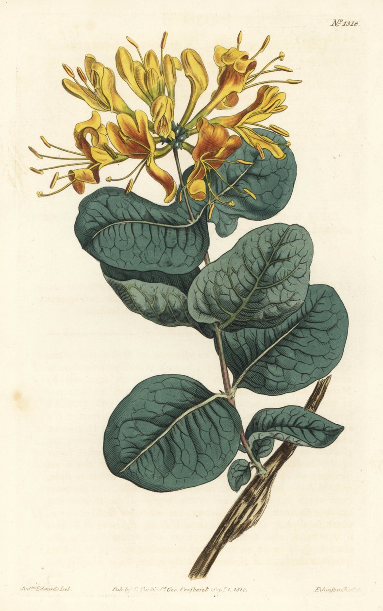Sárga virágú farkas, Lonicera flava. F. Sansom Jr. kézi színű rézmetszete Sydenham Edwards illusztrációja után a William Curtis Botanical Magazine-ból, T. Curtis, London alkotó: Sydenham Teast Edwards