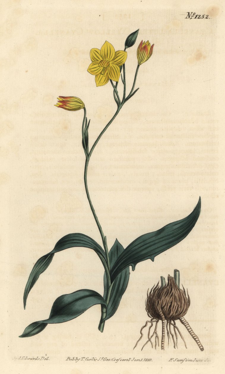 Sárga cyanella, Cyanella lutea. F. Sansom Jr. kézi színű rézmetszete Sydenham Edwards illusztrációja után a William Curtis Botanical Magazine-ból, T. Curtis, London alkotó: Sydenham Teast Edwards