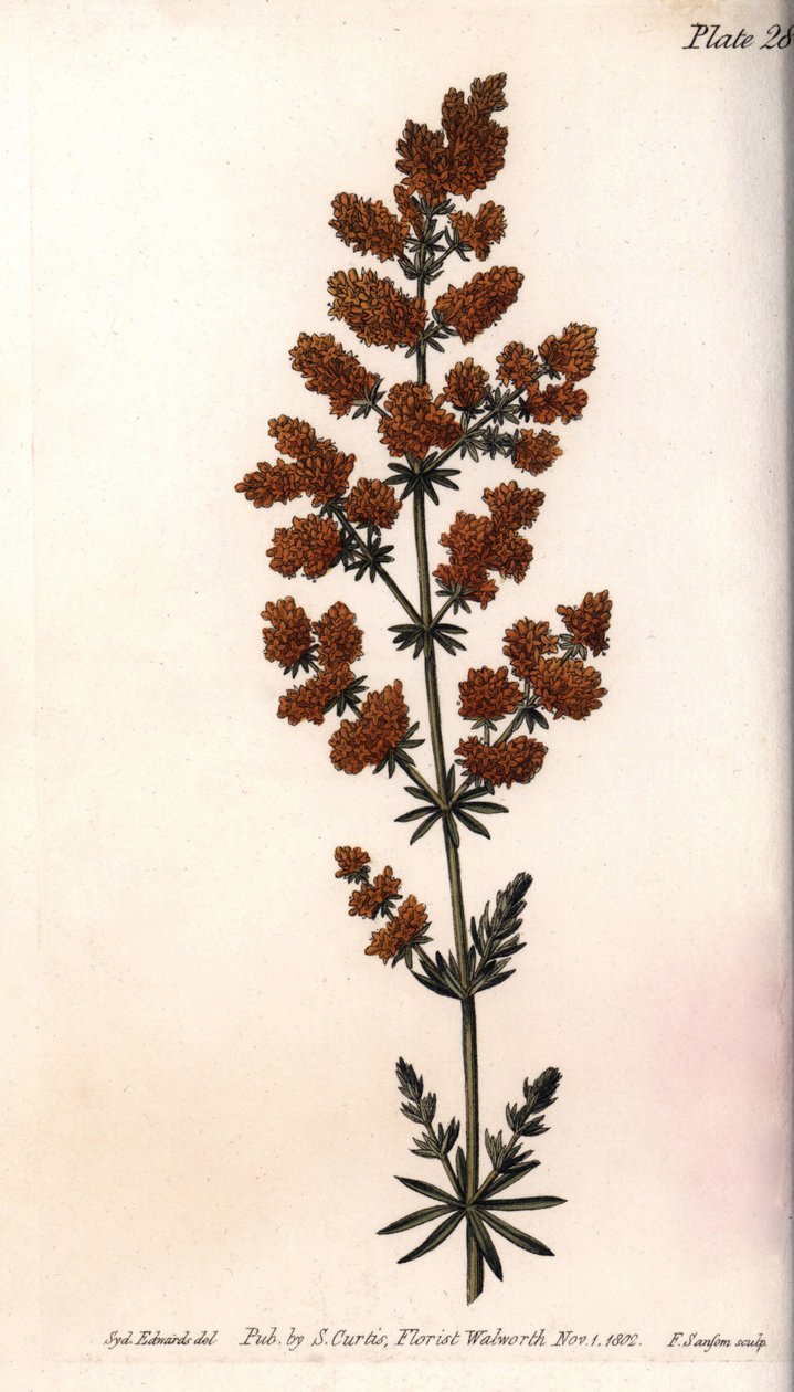 Sárga fürj vagy sárga tejfürj. Színes rézmetszet, Sydenham Edwards (1768-1819) illusztrációja a Lambethi Botanikus Kert (Anglia) botanikai konferenciájához alkotó: Sydenham Teast Edwards
