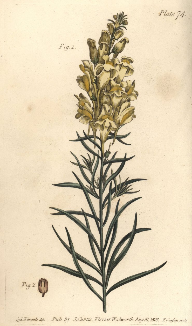Sárga varangy len vagy snapdragon, Antirrhinum majus, Angiospermia. F. Sansom kézi színű rézmetszete Sydenham Edwards botanikai illusztrációjáról William Curtis Botanikai előadásaihoz, a lambethi botanikus kertben alkotó: Sydenham Teast Edwards