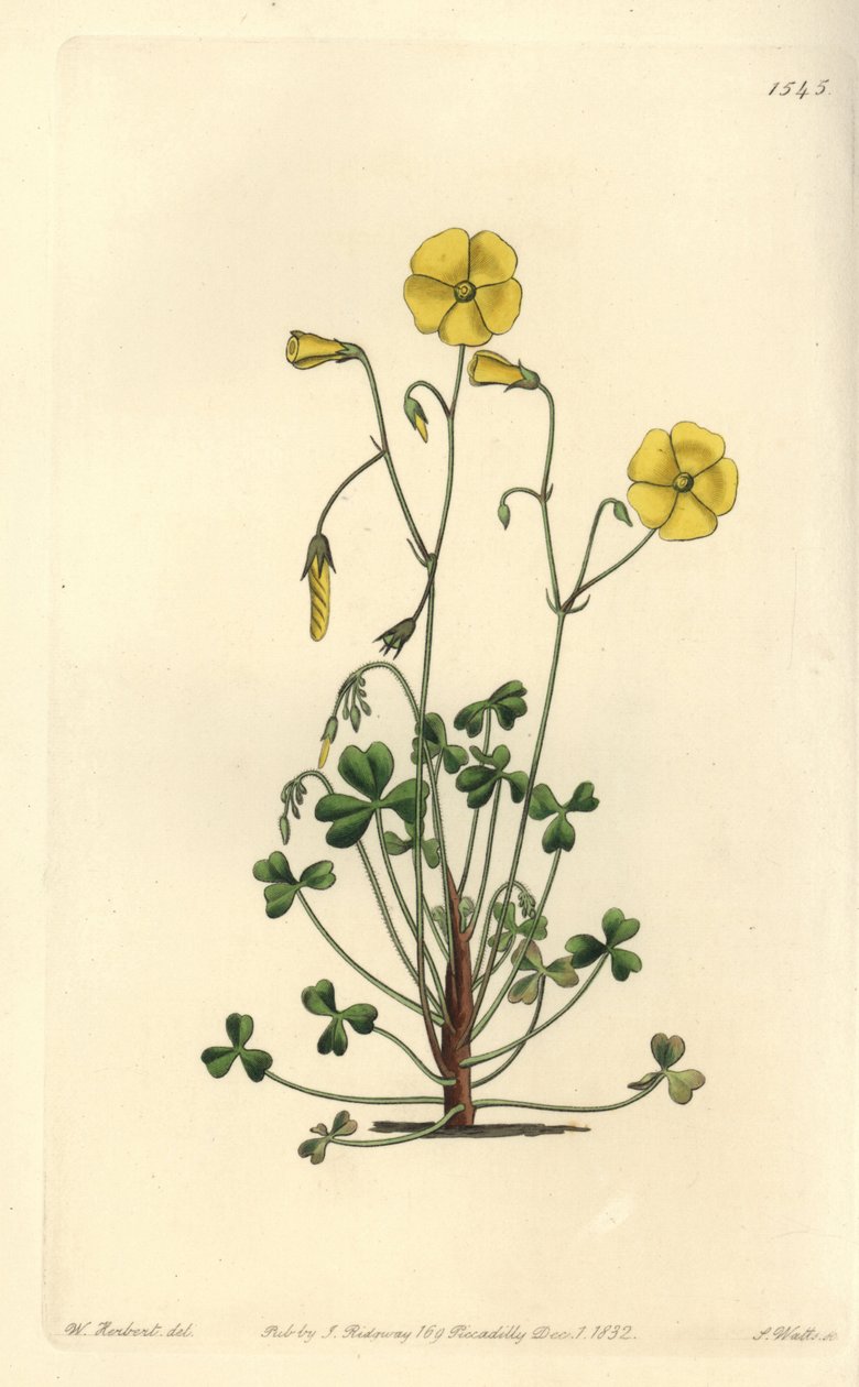 Sárga erdei sóska, Oxalis micrantha (Cumming
