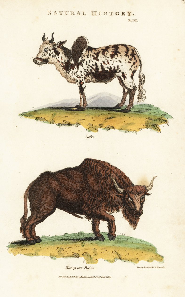 Zebu és bölény – Zebu púpos szarvasmarha, Bos indicus, és európai bölény, Bison bonasus. Kézi színű rézmetszet Sydenham Edwards nyomán, John Mason Good Pantologia, a New Encyclopedia című művéből, G. Kearsley, London alkotó: Sydenham Teast Edwards