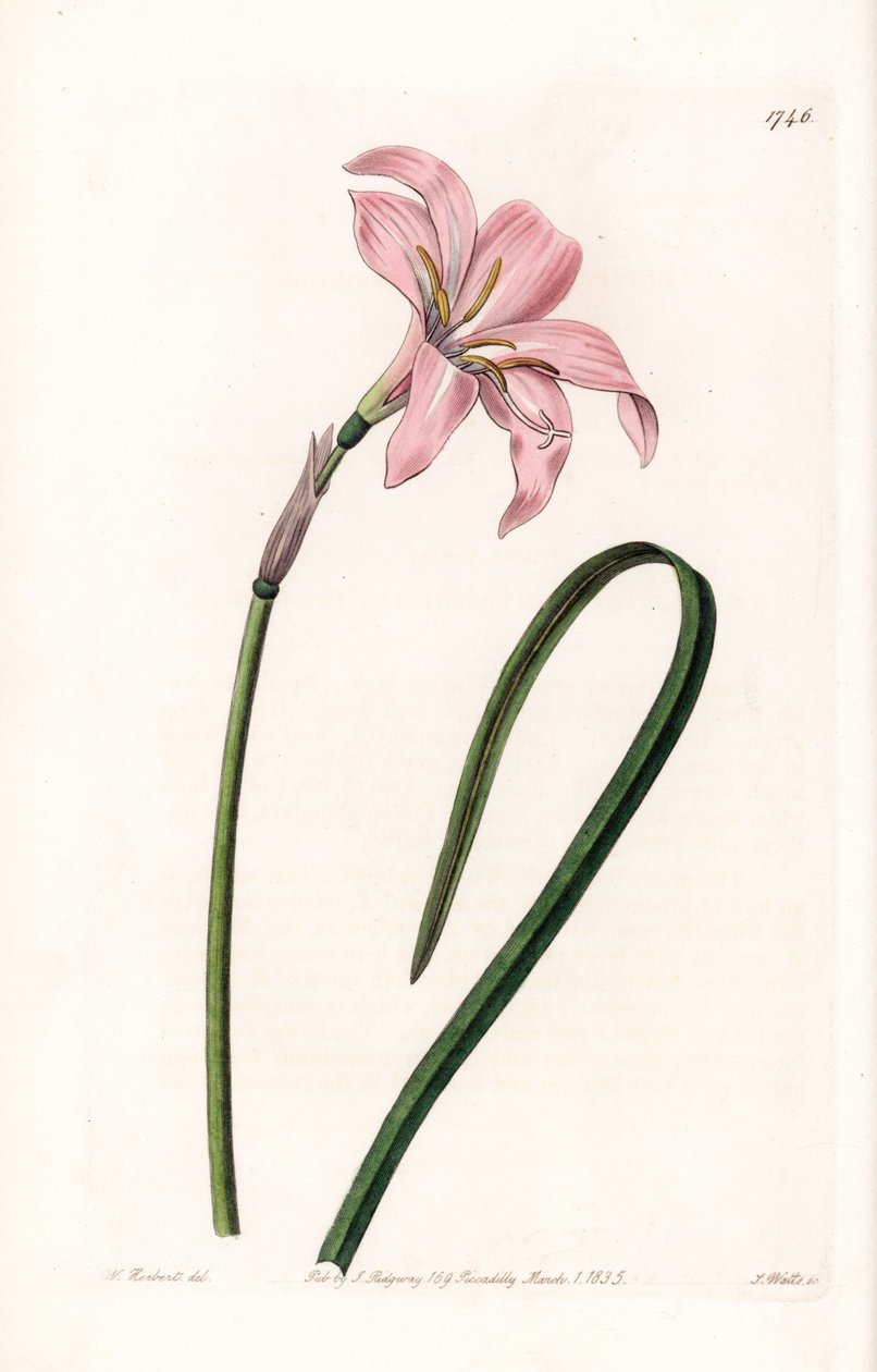 Zephyranthes hibrid fajta – S. Watts által gravírozott tábla Sarah Anne Drake (1803-1857) illusztrációjáról, a Sydenham Edwards (1768-1819) botanikai nyilvántartásából, Anglia alkotó: Sydenham Teast Edwards