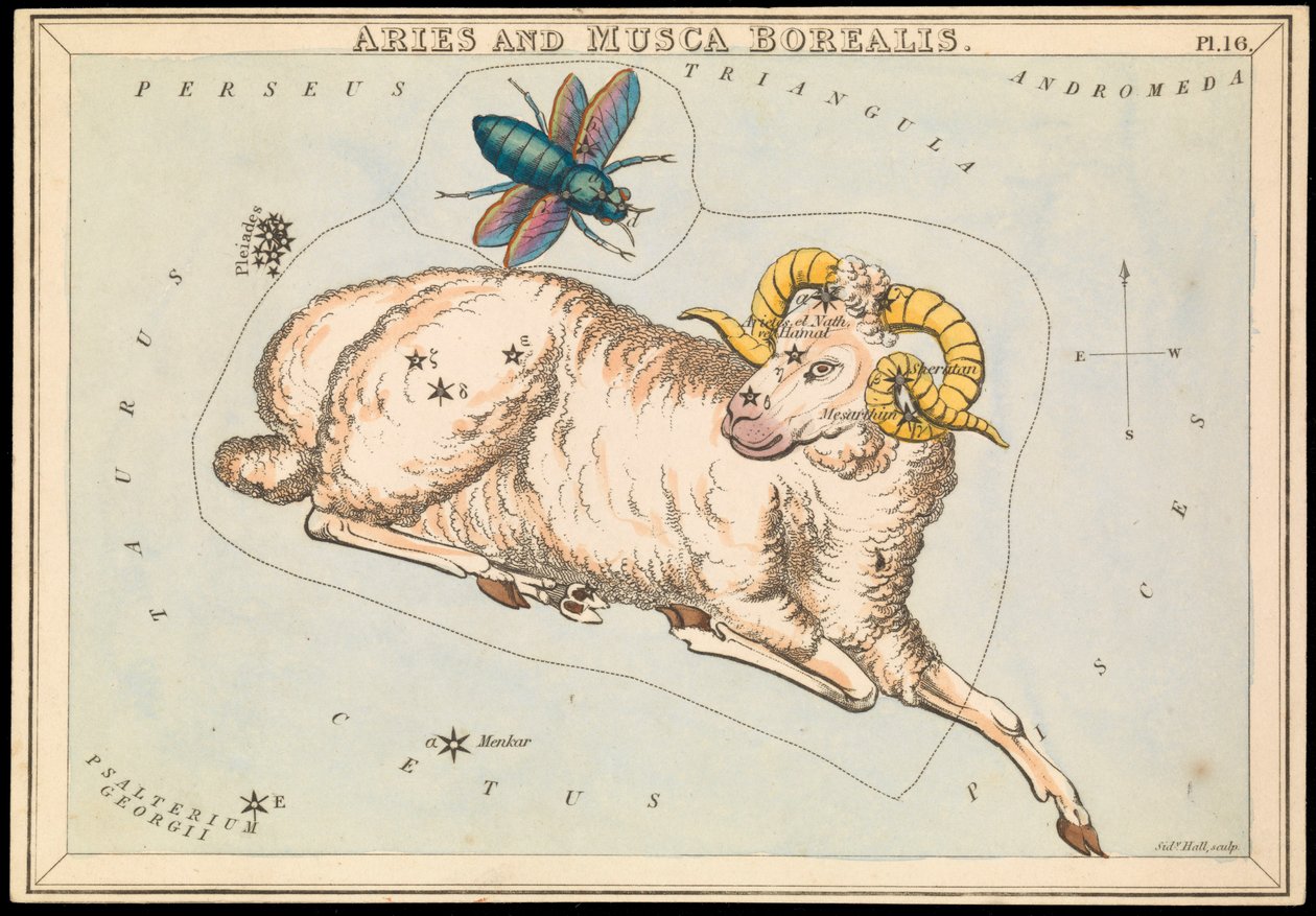 Kos és Musca borealis, 1825 körül (kártya, papír, szövet) alkotó: Sydney Hall