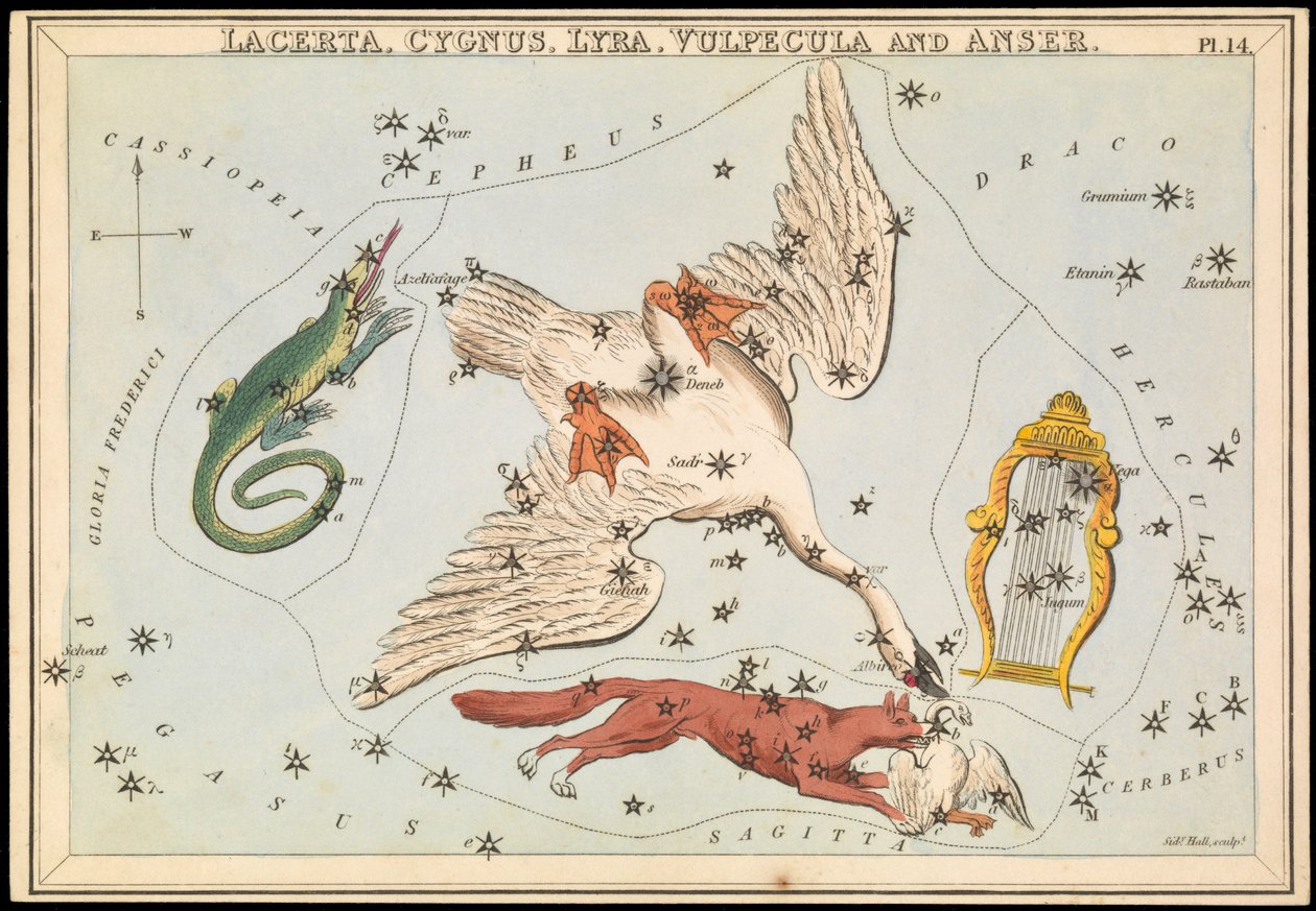 Lacerta, Cygnus, Lyra, Vulpecula és Anser, 1825 körül (kártya, papír, szövet) alkotó: Sydney Hall