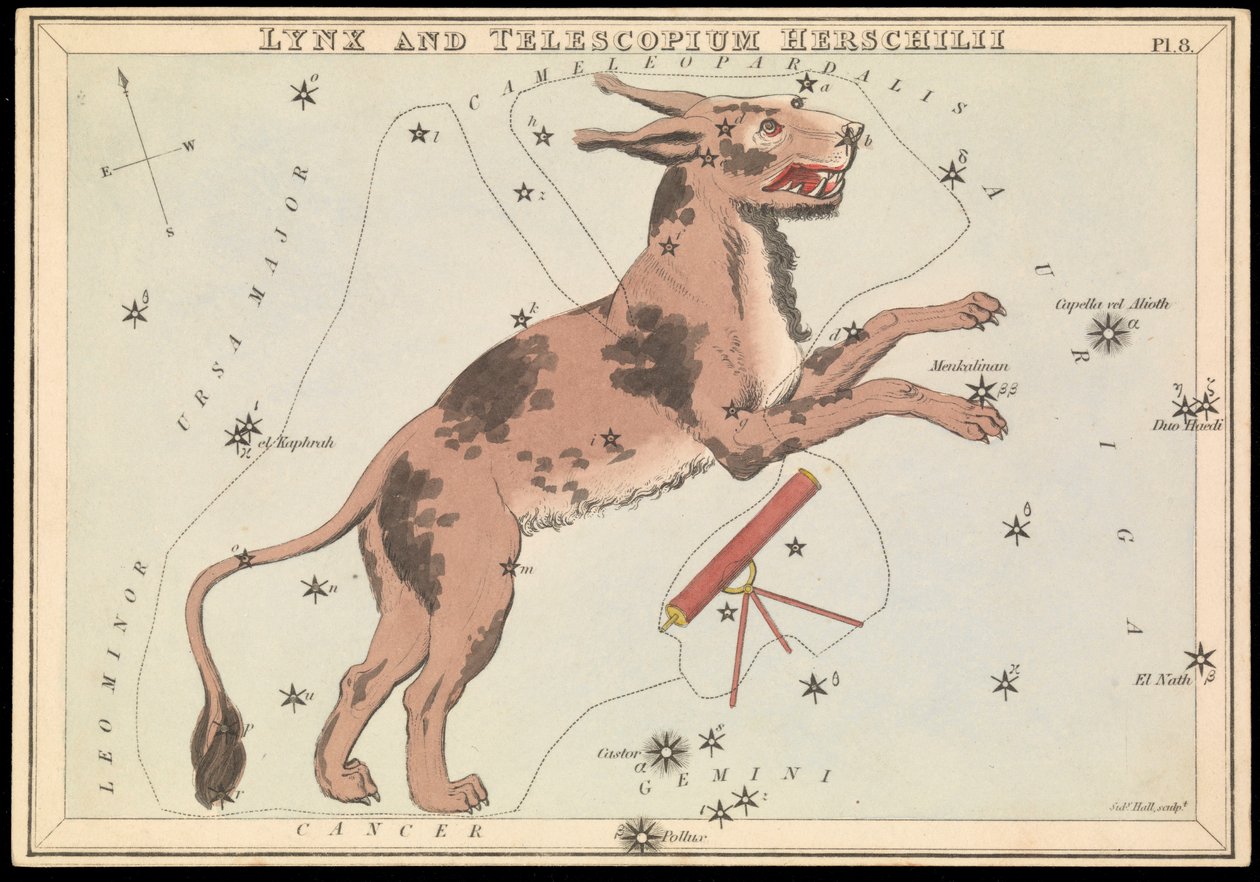 Lynx és Telescopium Hereschilii, 1825 körül (kártya, papír, szövet ) alkotó: Sydney Hall