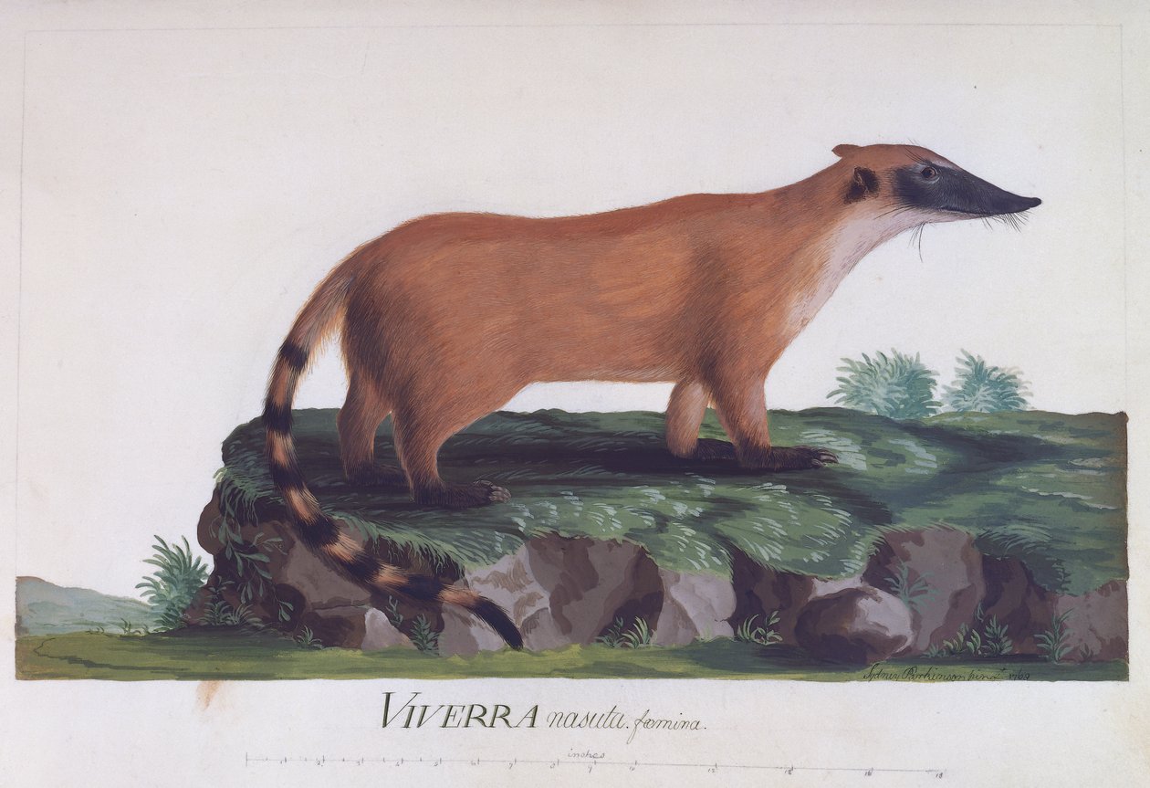 Viverra nasuta nőstény, Sidney Parkinson (kb. 1745-1771) színes metszete alkotó: Sydney Parkinson