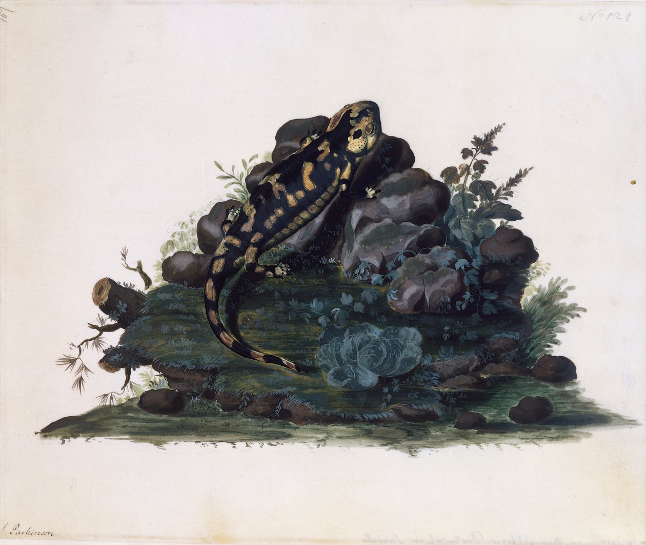Szalamandra, Sidney Parkinson akvarellje (kb. 1745-1771), Egyesült Királyság alkotó: Sydney Parkinson
