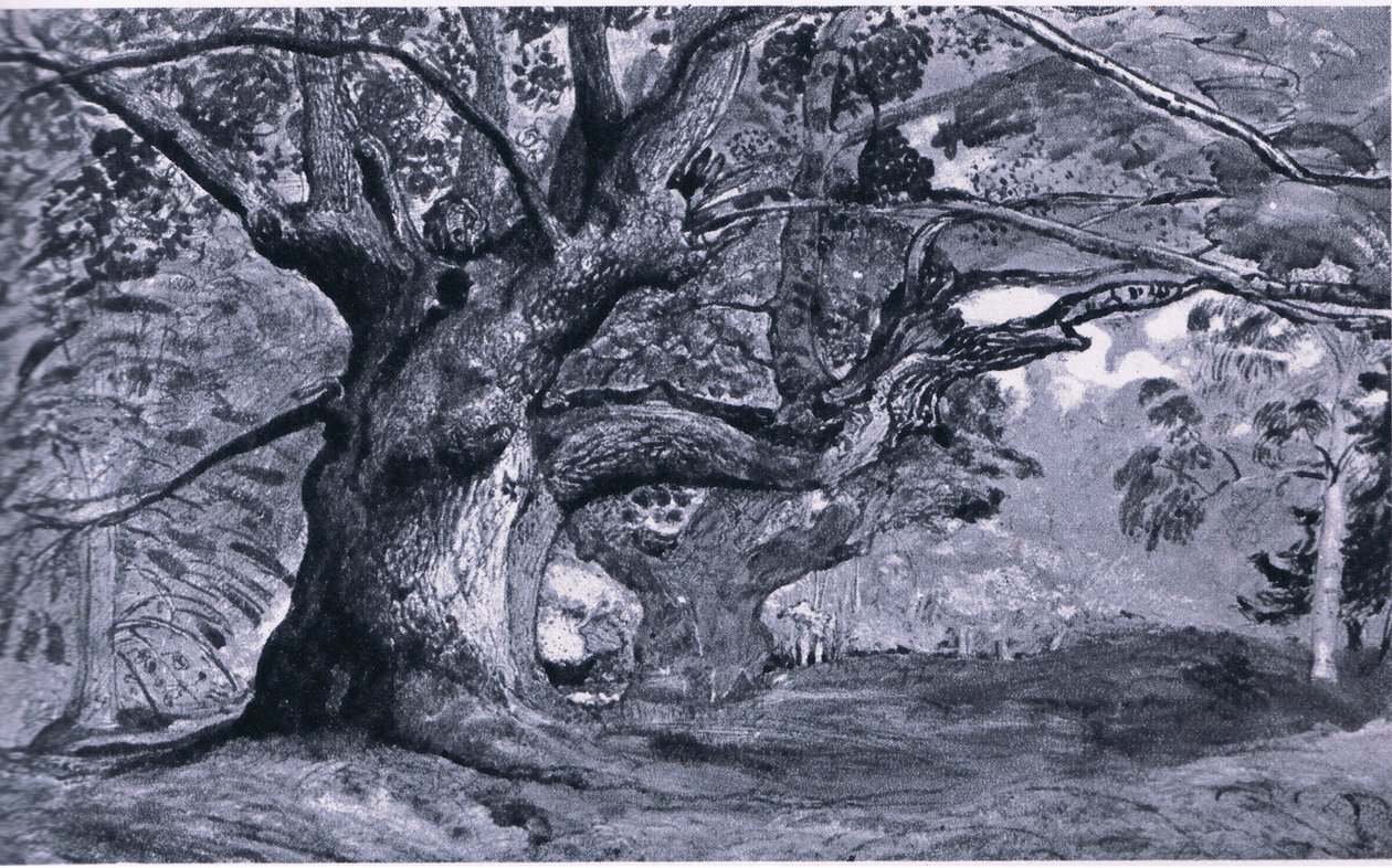 The Panshanger Oak, Hertfordshire, Nature in Britain, Collins, 1946 alkotó: T. Medland