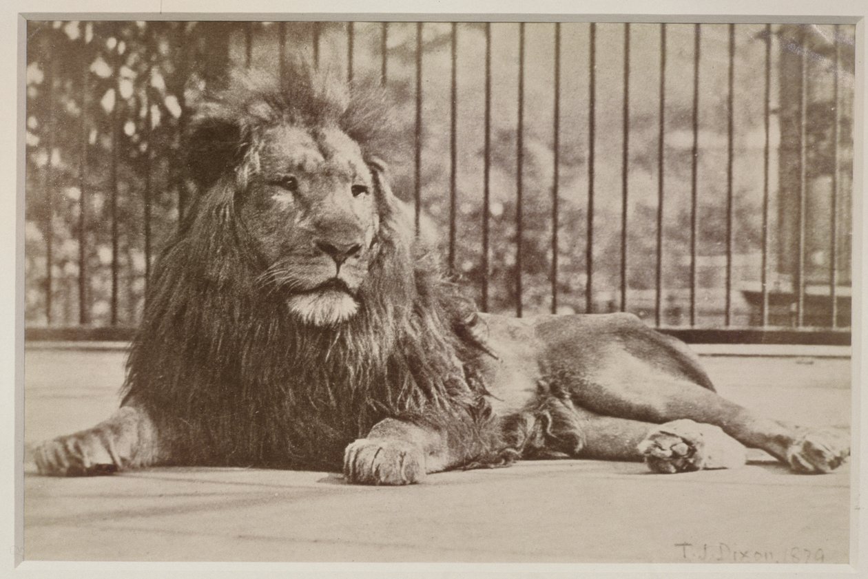 Ketrecbe zárt oroszlán, 1879 (albumnyomat) alkotó: T.J. Dixon