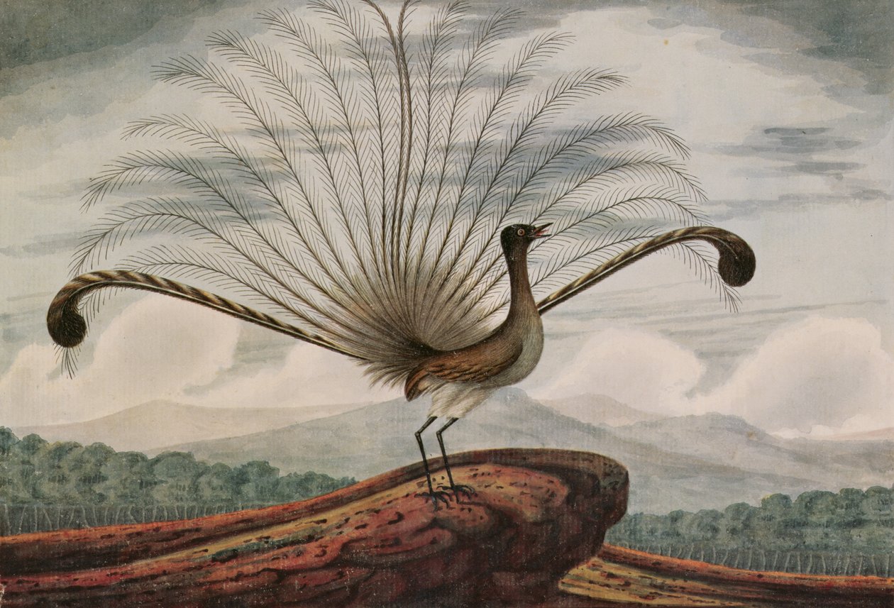 Lyrebird: mamura superba, 1813 alkotó: T.R. Browne