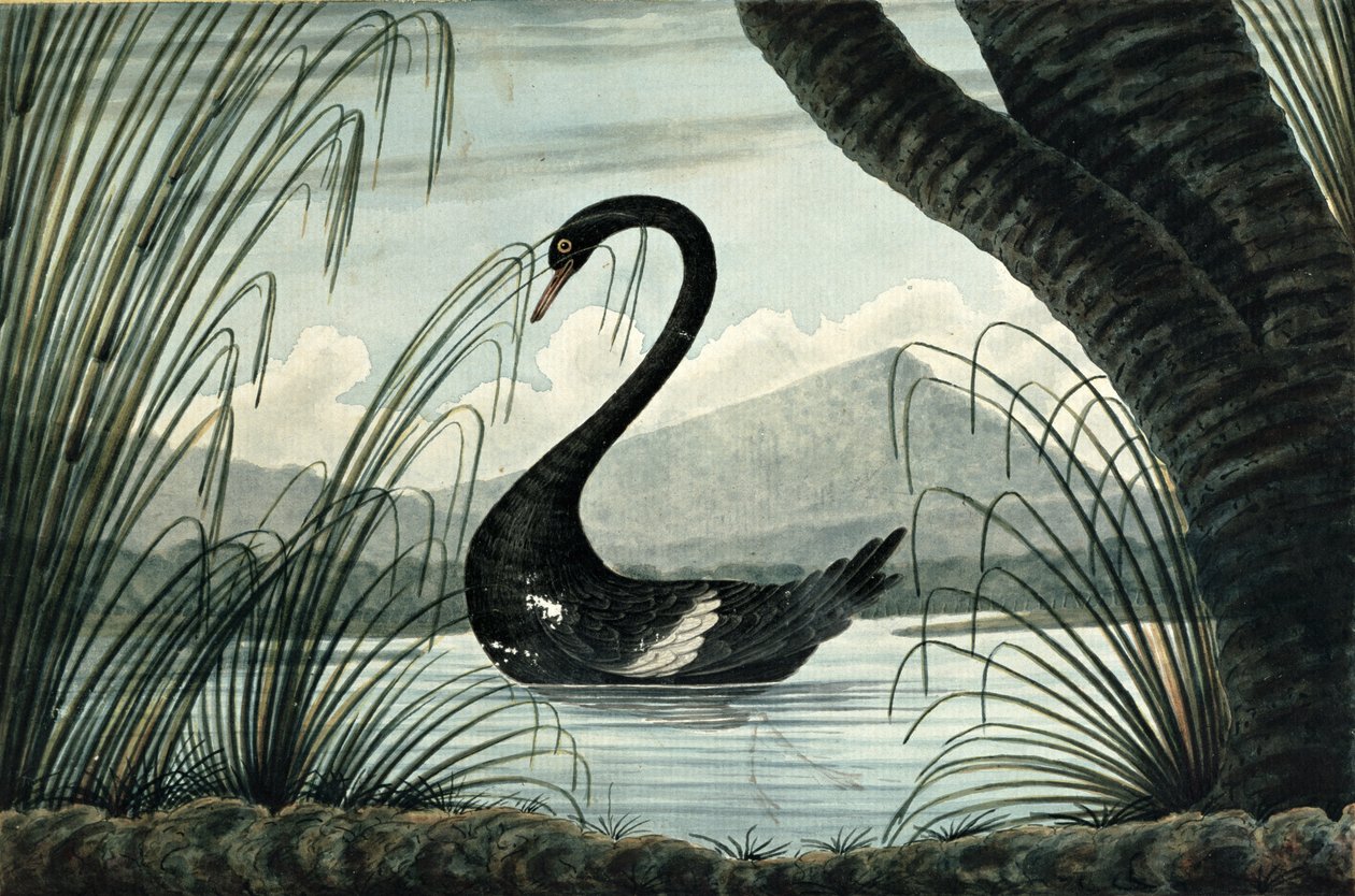 A fekete hattyú, 1813 alkotó: T.R. Browne