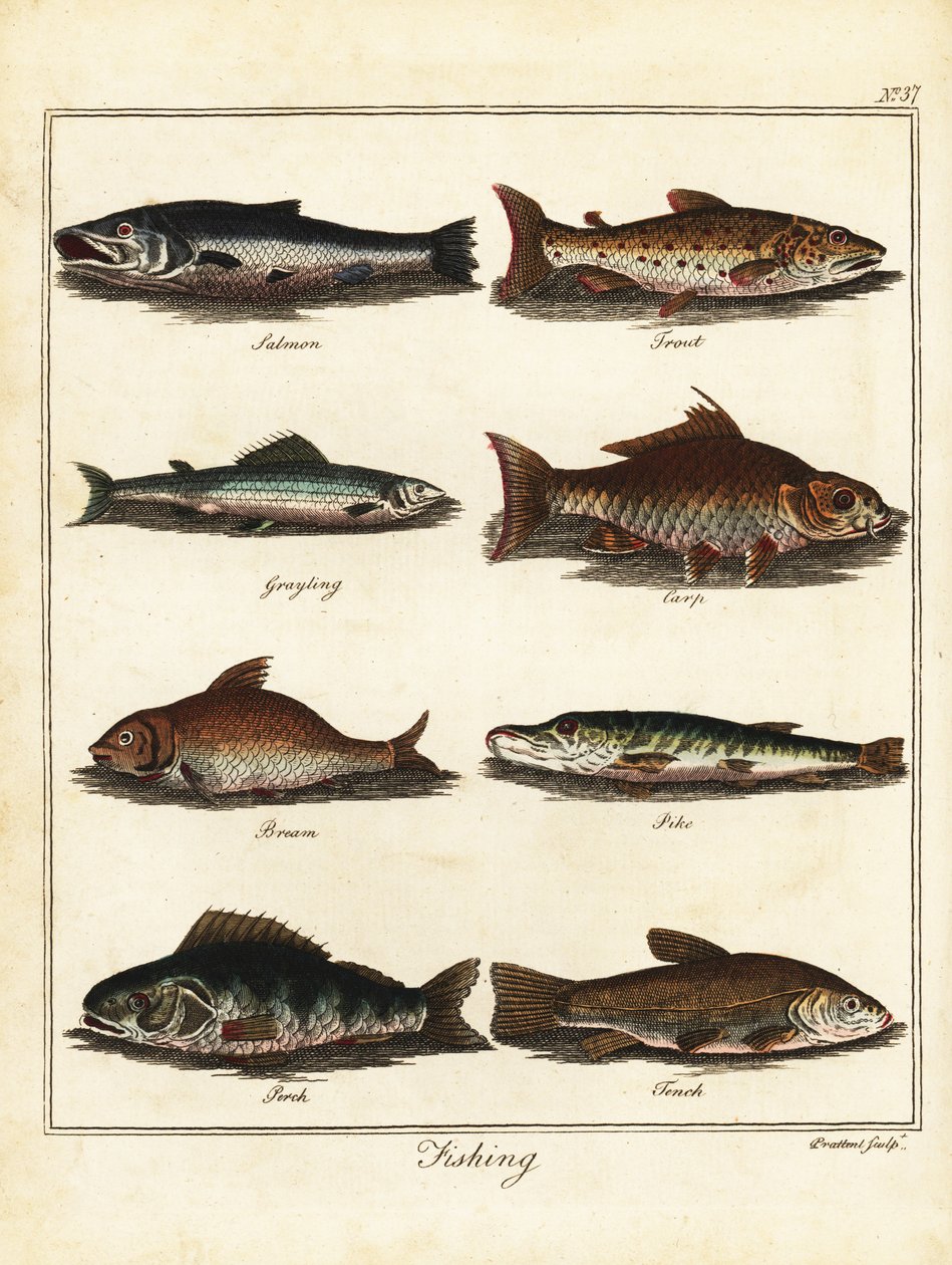 Horgászat: lazac, pisztráng, ősz, ponty, keszeg, csuka, sügér, tenc 1792 (metszet) alkotó: T. Prattent