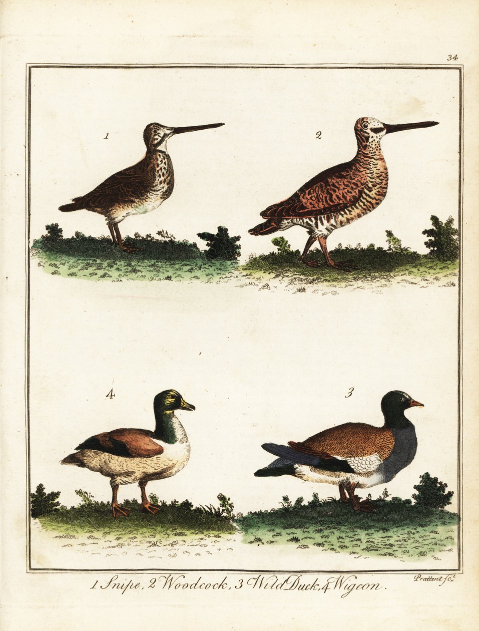 Vadmadarak: szalonka, erdei kacsa, vadkacsa és vadkacsa. 1792 (metszet) alkotó: T. Prattent