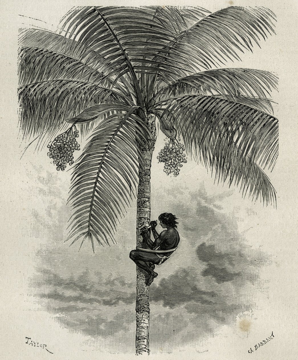 La recolte de la wax de palmier ceroxylon, dans le Quindio (Kolumbia), Taylor és Ferdinandus metszet, E.Andre L