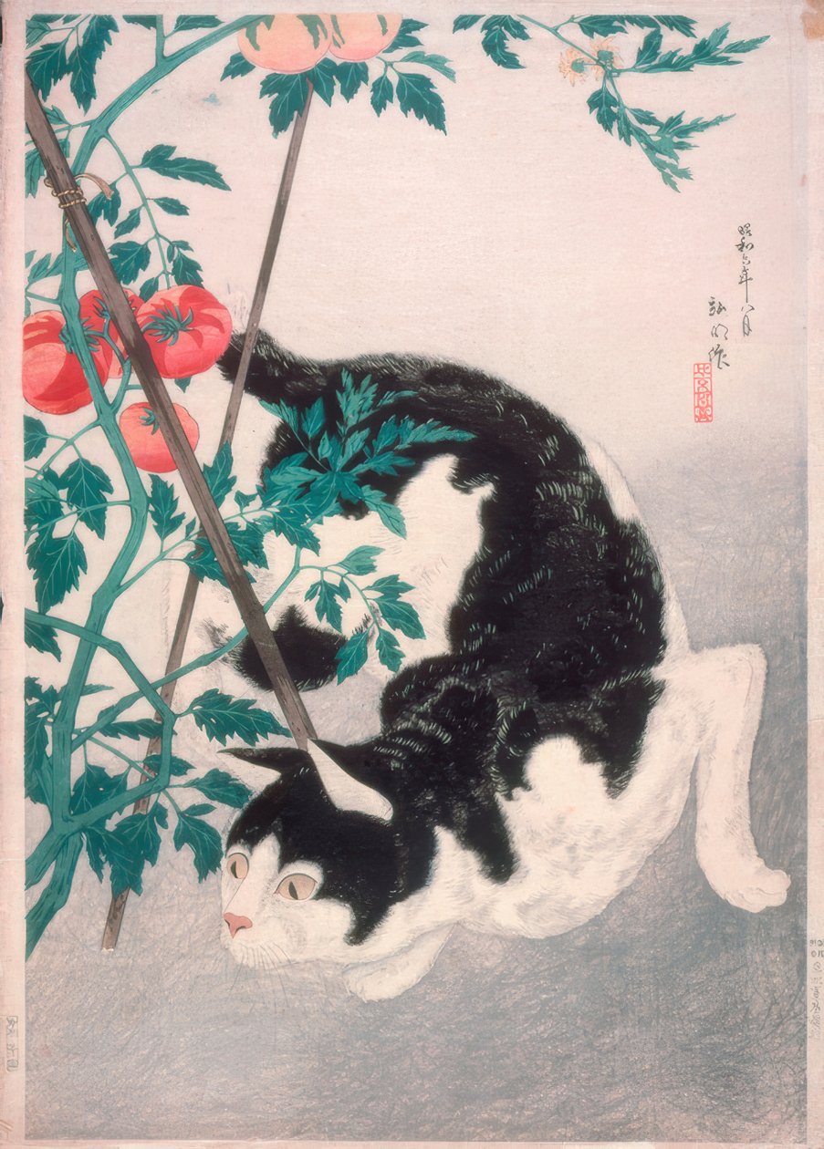 Macska paradicsom növény alkotó: Takahashi Hiroaki