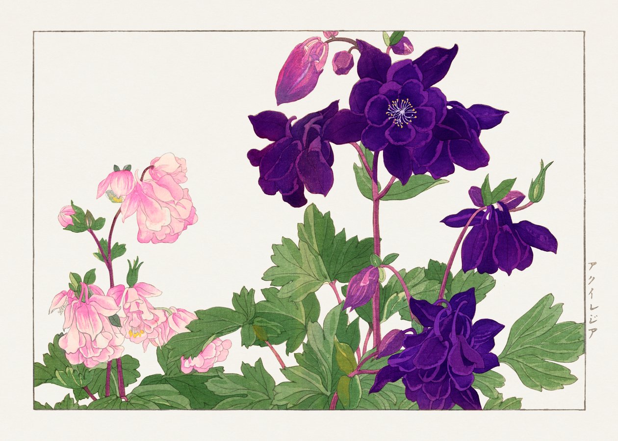 Aquilegia virág a "Seiyou Sokazufu"-ból alkotó: Tanigami Konan
