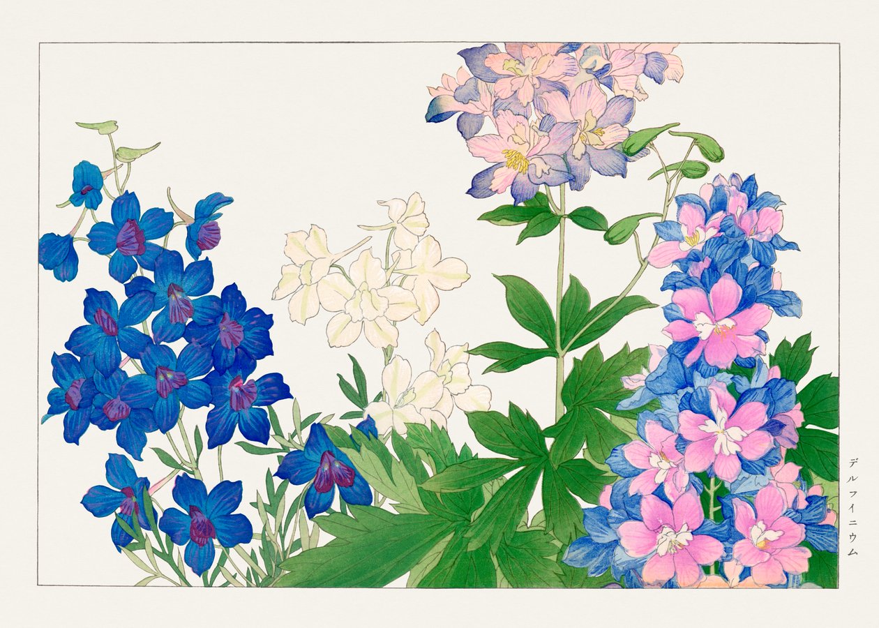 Delphinium virág a "Seiyou Sokazufu"-ból alkotó: Tanigami Konan