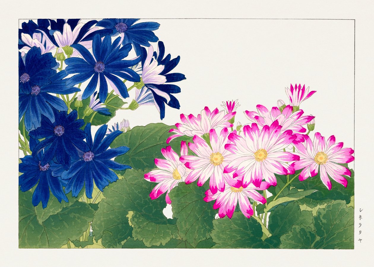 Vintage cineraria virág a "Seiyou Sokazufu"-ból alkotó: Tanigami Konan