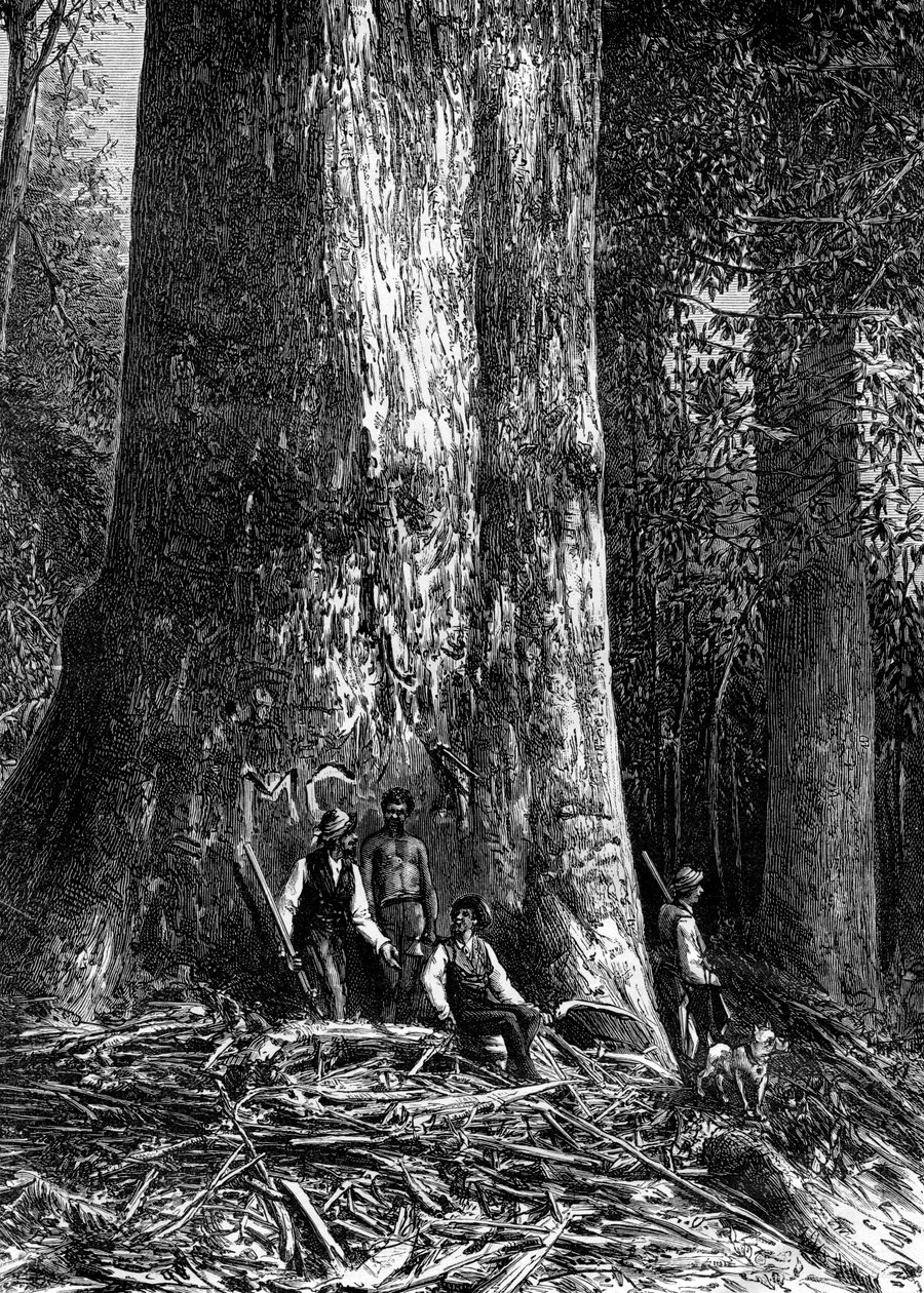 Óriás eukaliptusz, Ausztrália, 1886 alkotó: Taylor