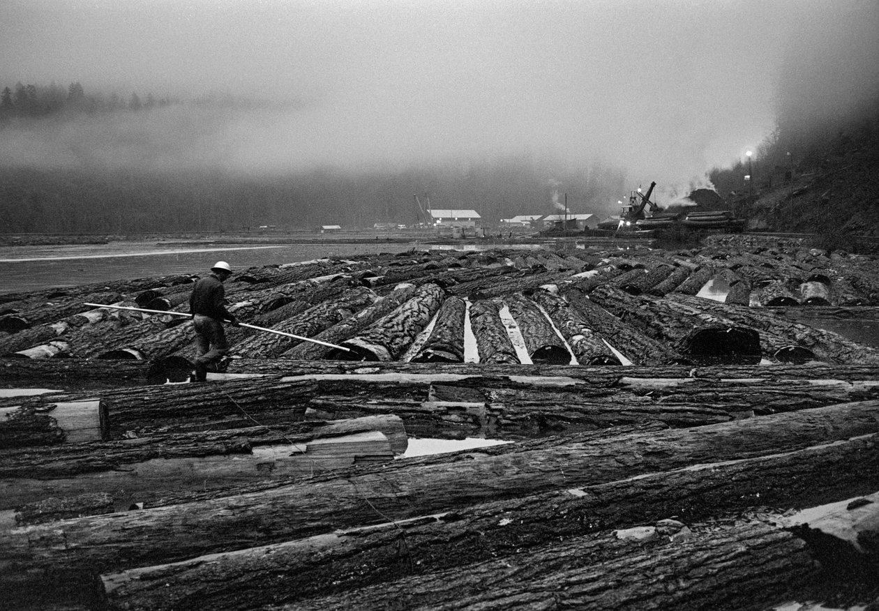 A Georgia-Pacific Corp. fakitermelési műveletei az oregoni faföldművelő erdőkben ... alkotó: Ted Spiegel