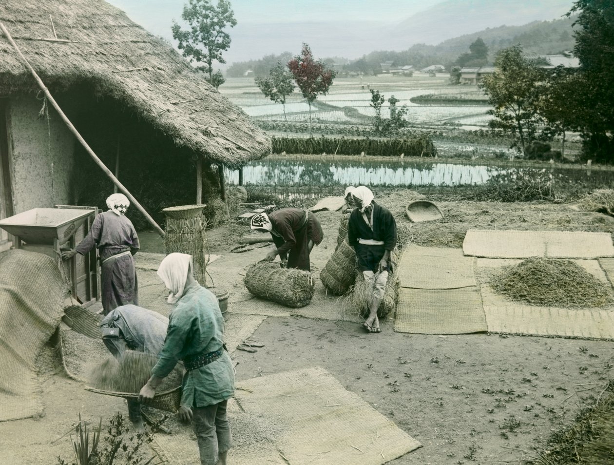 Rizst szüretelő parasztok a rizsföldek szélén Japánban, 1900-1915 körül (fénykép) alkotó: Teijiro Takagi