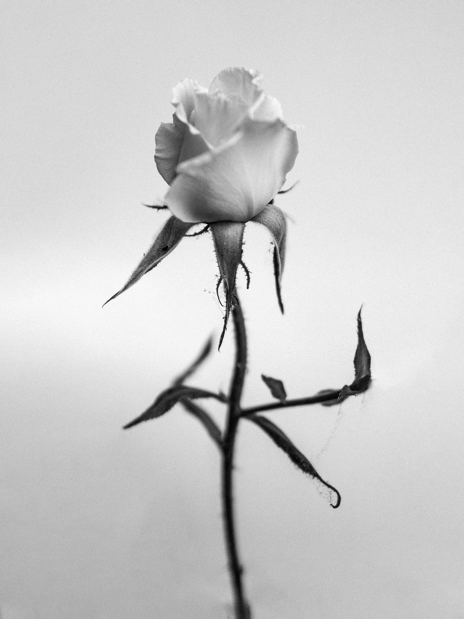 Amid the Flowers 40, 2021 (f/w fotó) alkotó: Teis Albers